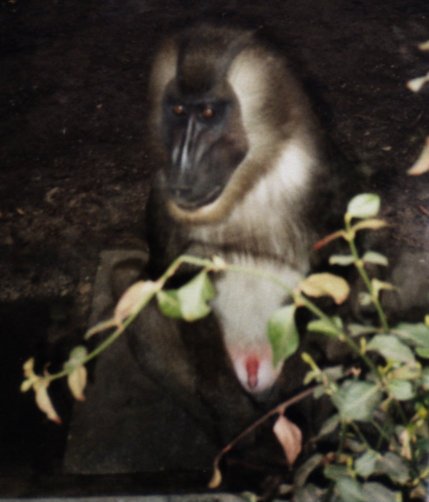 singe.jpg (93359 octets)